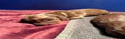 Teckel (korthaar)  honden te koop: Dwerg teckel pups - Advertentie 5