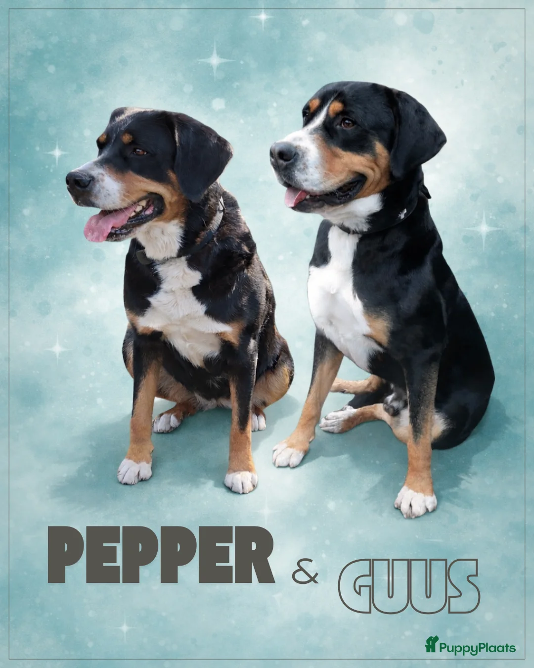 Grote Zwitserse Sennenhond honden te koop: Grote Zwitserse Sennenpups  - Advertentie 8