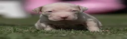 Amerikaanse Bully honden ter dekking: American Bully XL Dekreu  - Advertentie 11