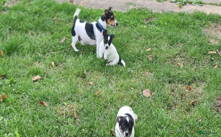 Jack Russel Terriër honden - Advertentie 2