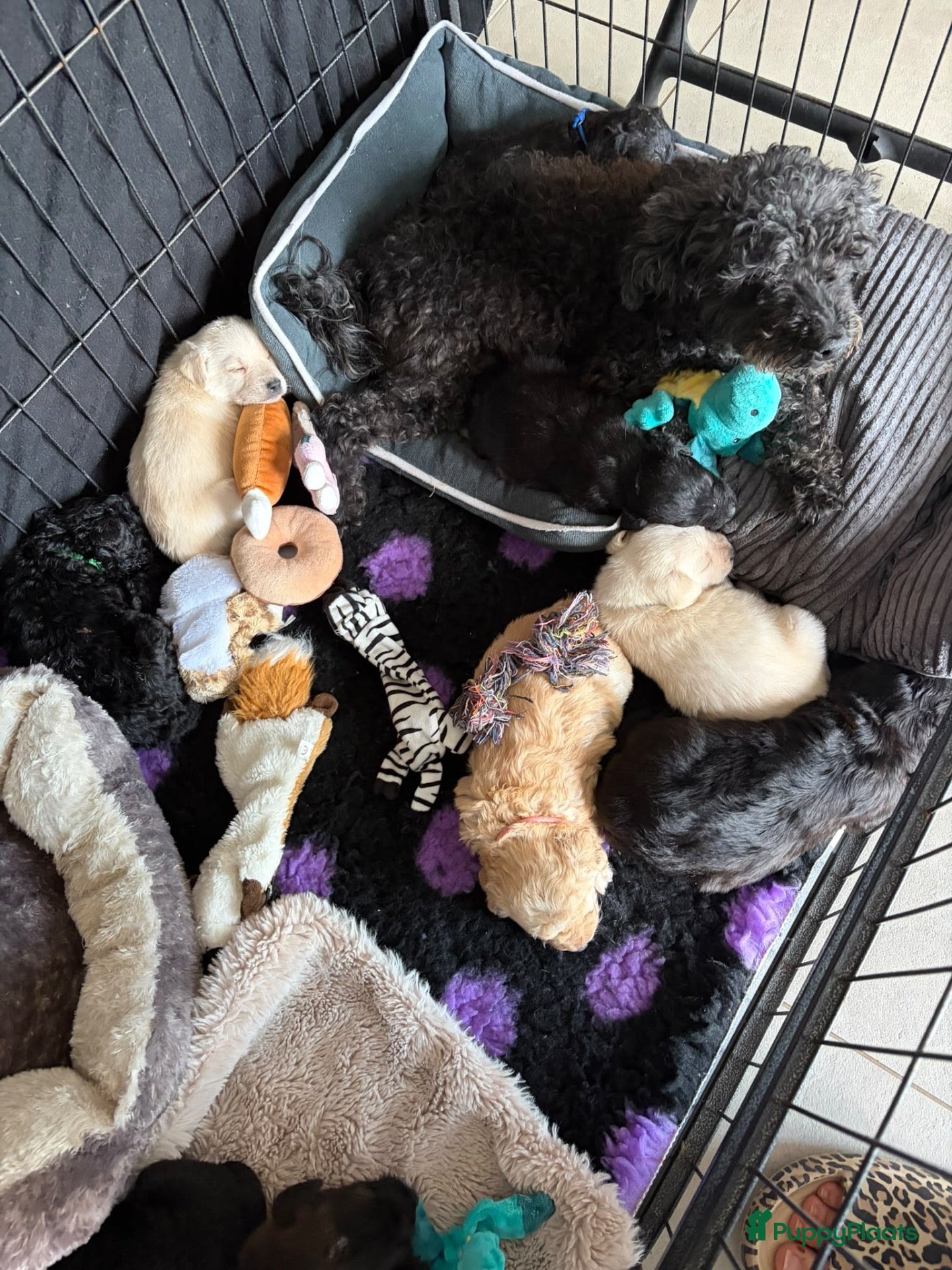 Goldendoodle honden Mini golden-doodle pups!  - Advertentie 2