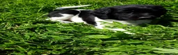 Friese Stabij honden te koop: Prachtige Friese Stabij pups reutjes! - Advertentie 7