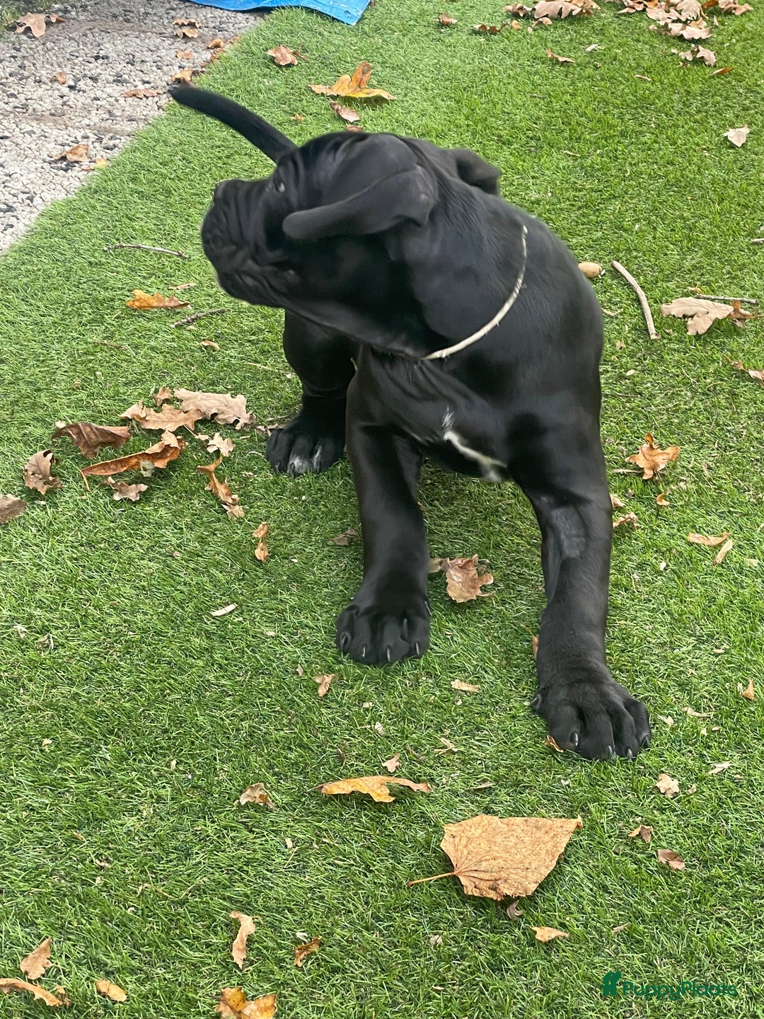 Cane Corso honden te koop: Te koop zwarte Cane corso pups met FCI stamboom  - Advertentie 2