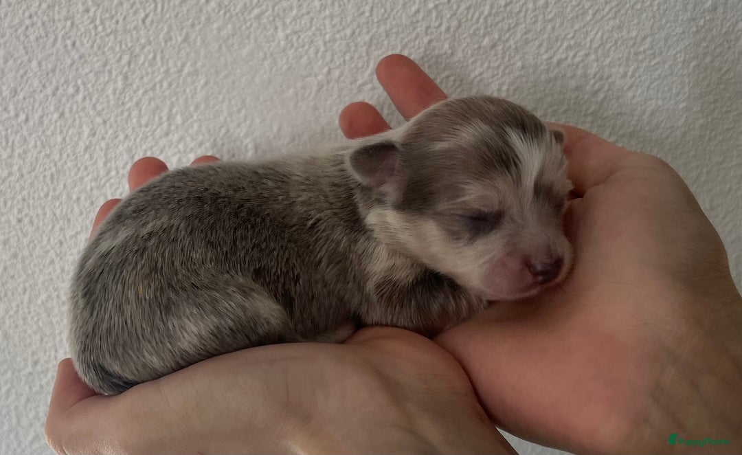 Chihuahua honden te koop: Mooie en lieve langhaar chihuahua. - Advertentie 18