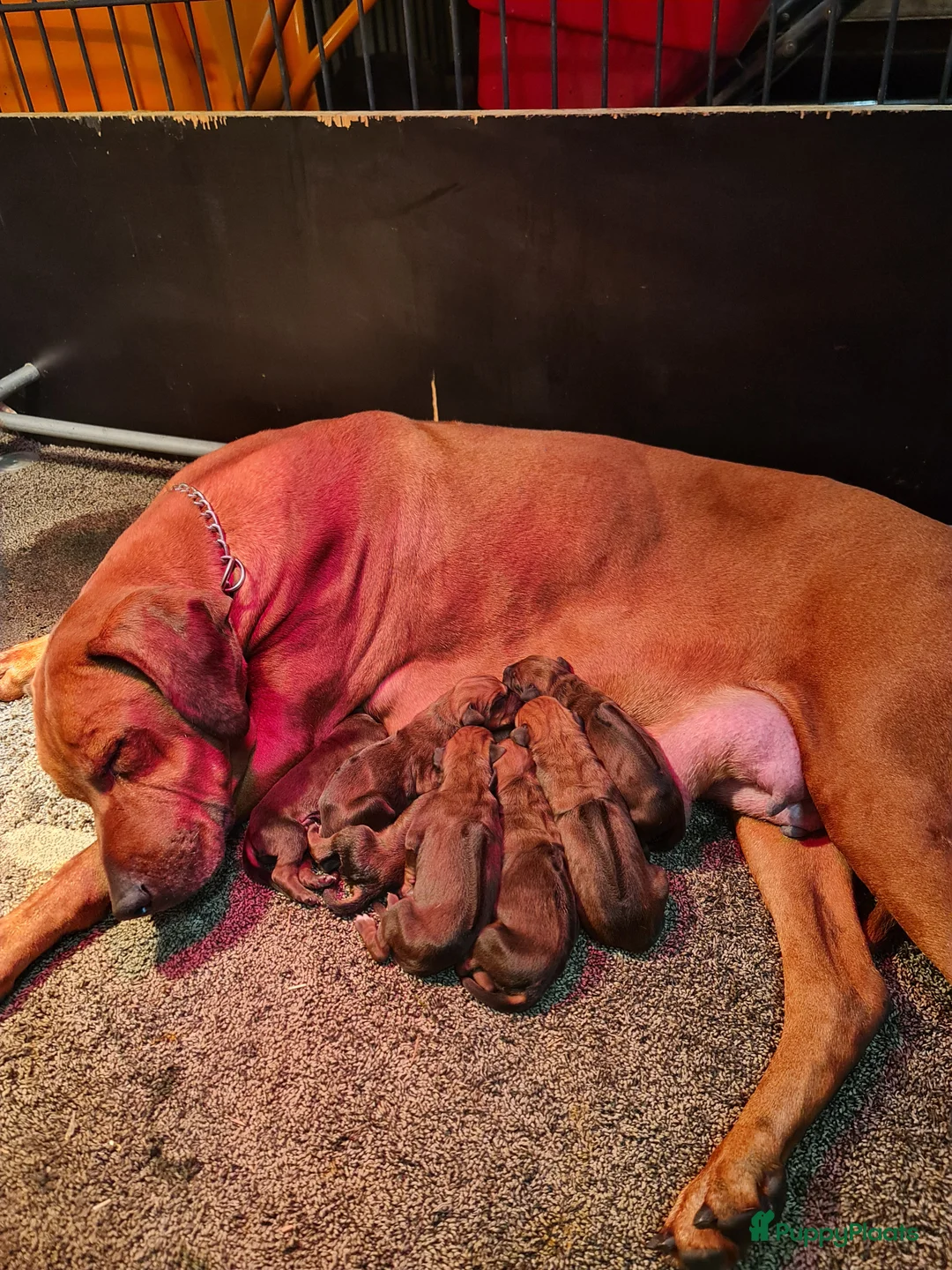 Rhodesian Ridgeback honden te koop: Rhodesian Ridgeback pups  - Advertentie 10