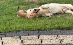 Teckel (korthaar)  honden te koop: Prachtig liefdesnestje met witte langharige papa - Afbeelding 1