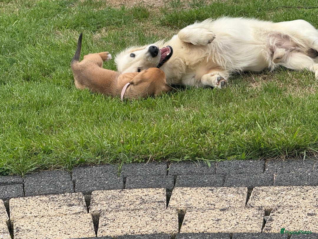 Teckel (korthaar)  honden te koop: Prachtig liefdesnestje met witte langharige papa - Afbeelding 1