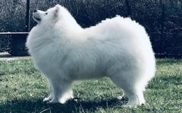 Samojeed honden te koop: Nestaankondiging Samojeedpups begin Augustus - Afbeelding 11