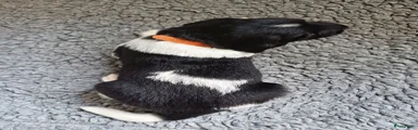 Friese Stabij 5