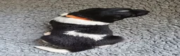 Friese Stabij honden te koop: Friese Stabij puppy's te koop - Advertentie 17