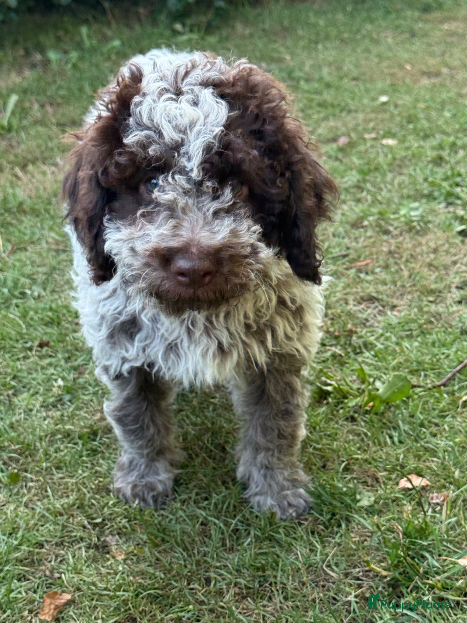 Lagotto Romagnolo honden Italiaanse waterpuppy's - Advertentie 1