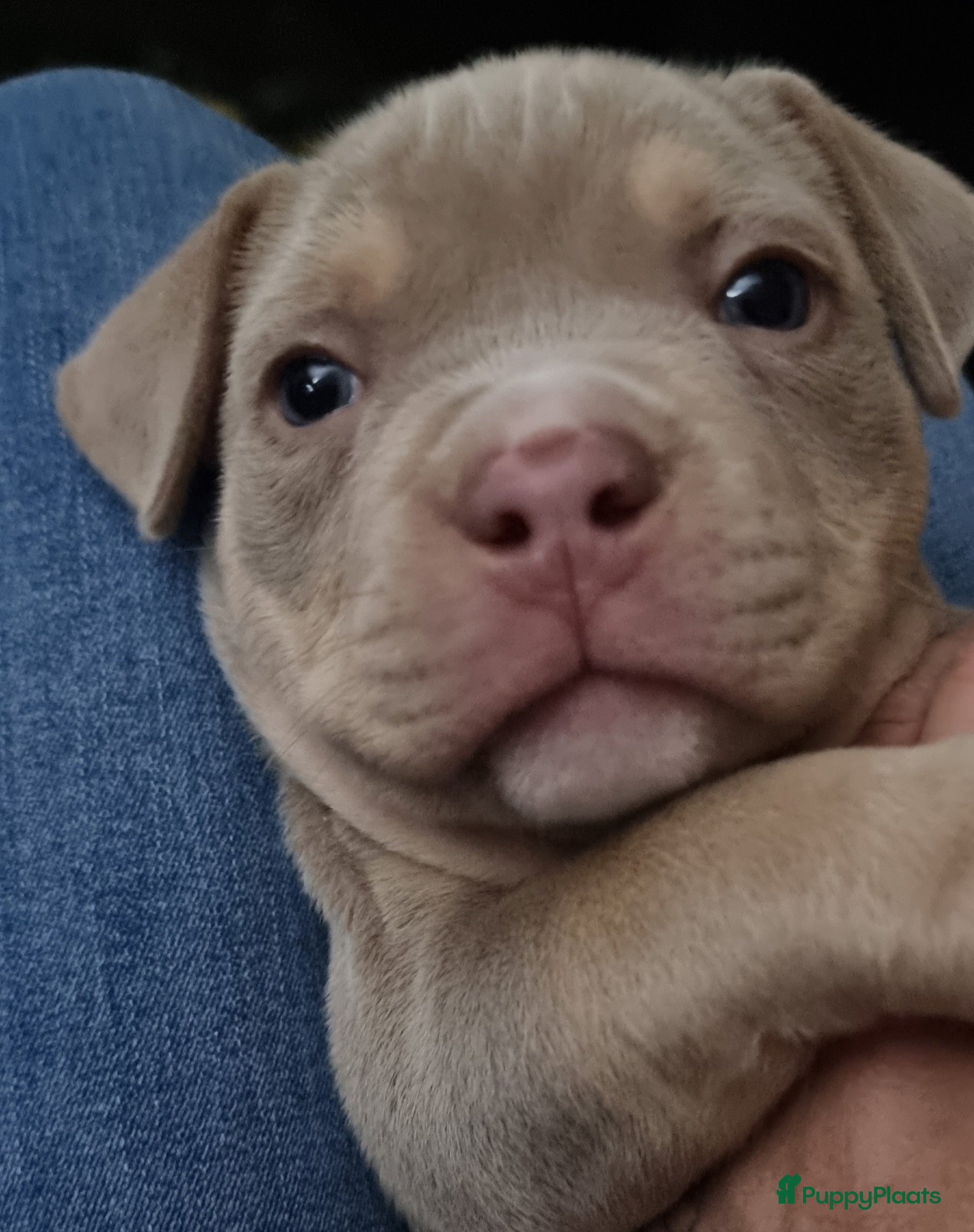 Amerikaanse Bully honden Micro Extreme bully pup/met stamboom - Advertentie 4