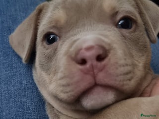 Amerikaanse Bully honden Micro Extreme bully pup/met stamboom - Advertentie 1