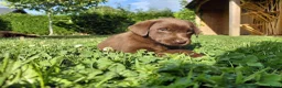 Labrador Retriever honden te koop: Raszuivere chocolade labrador retrievers  in Maastricht - Advertentie 12