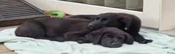 Kruising honden te koop: Wij willen heel graag een forever home in Zevenaar - Advertentie 1