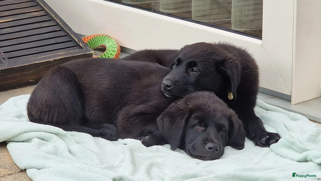 Kruising honden te koop: Wij willen heel graag een forever home in Zevenaar - Advertentie 1