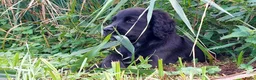 Kruising honden te koop: Friese stabij/engelse cocker spaniel  in Kinderdijk - Advertentie 5