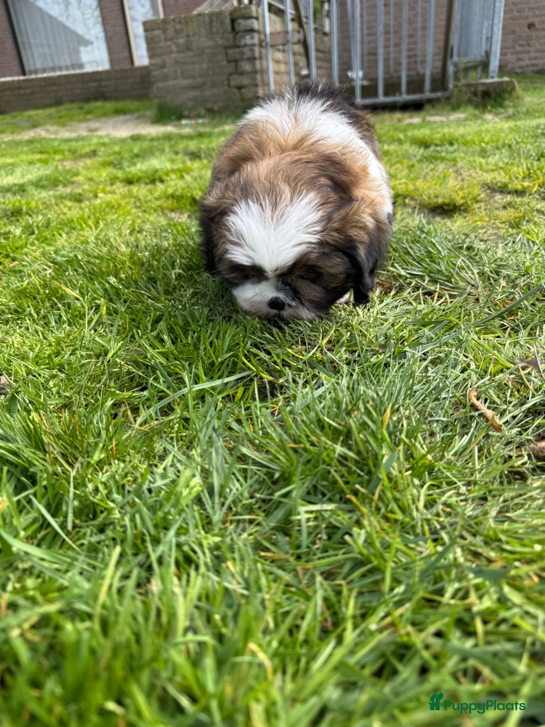 Shih Tzu honden te koop: Prachtig Shih tzu reutje  in Budel - Advertentie 2