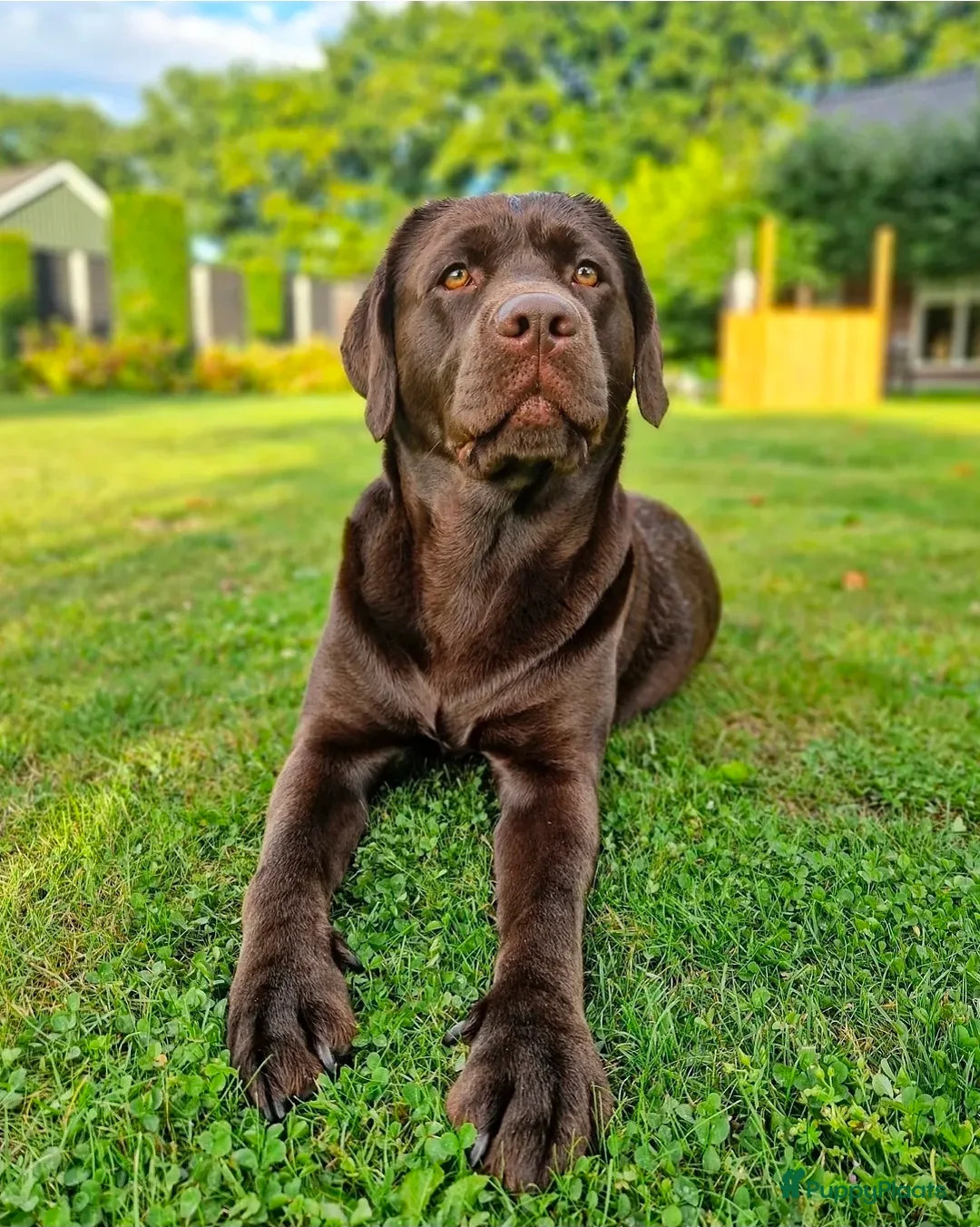 Labrador Retriever honden te koop: Bruine labrador pups verwacht 🐾 - Advertentie 5