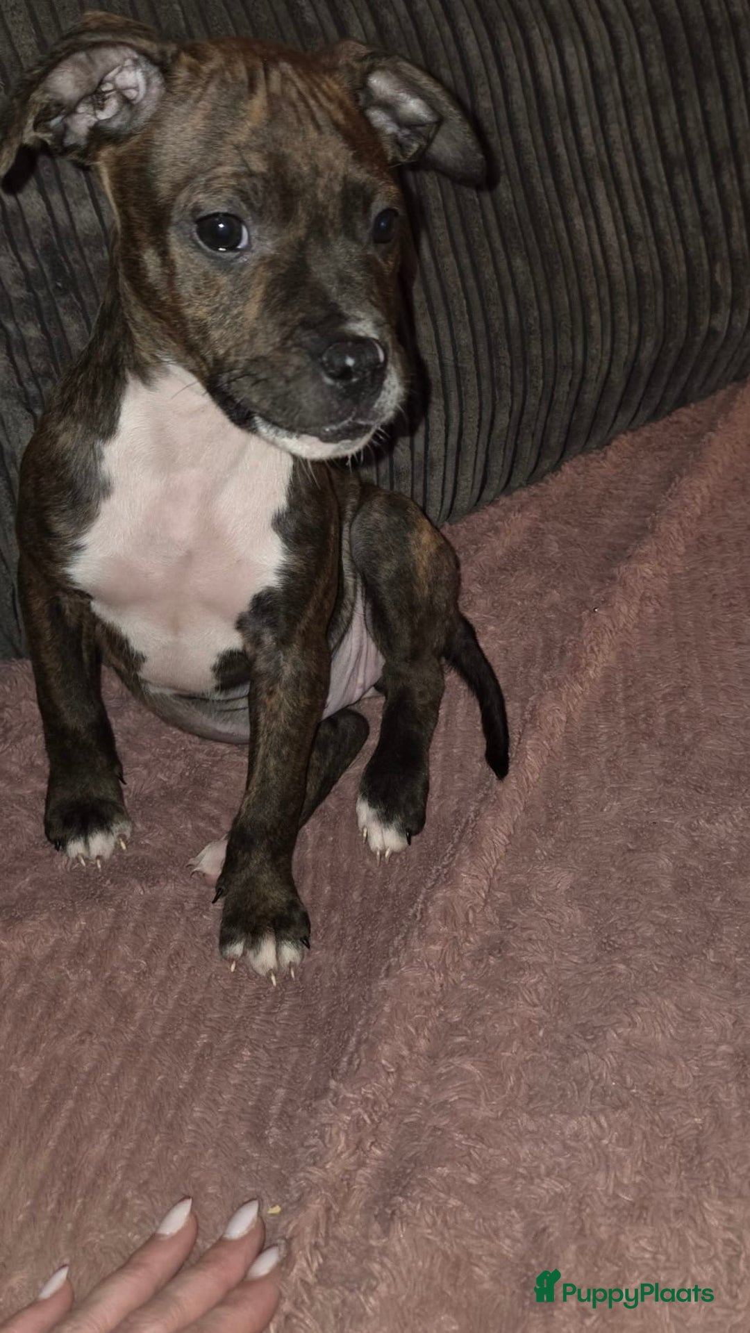 Kruising honden te koop: Pitbull x Cane Corso x Old English Bulldog puppies - Advertentie 13