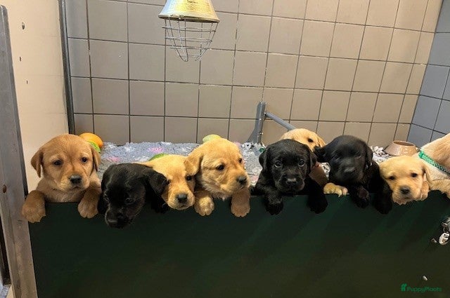 Labrador Retriever honden Leuk teefje (stamboom) beschikbaar - Advertentie 2