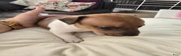 Jack Russel Terriër honden te koop: Nog 3 pups beschikbaar in Sint Jansteen - Advertentie 4