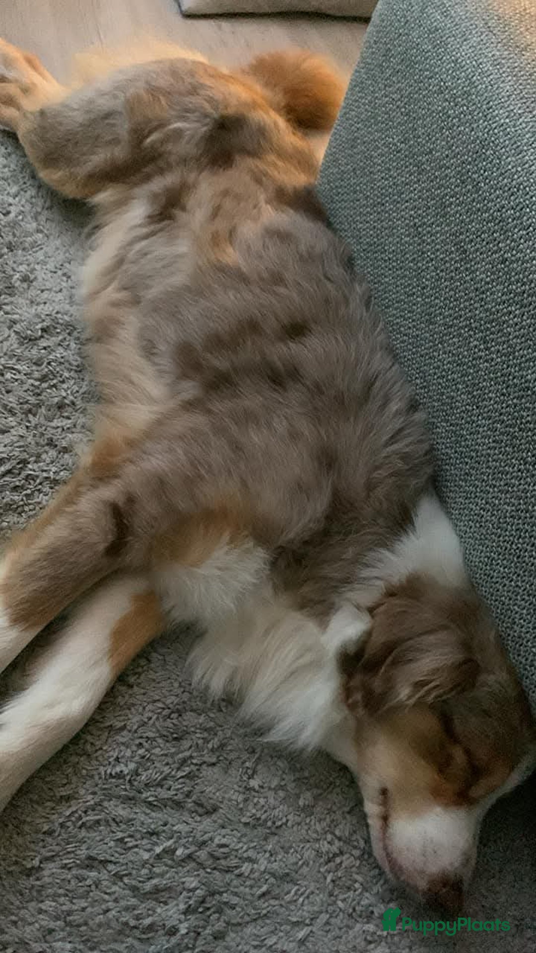 Australian Shepherd honden te koop: Australian Shepherd reu pup - Afbeelding 3