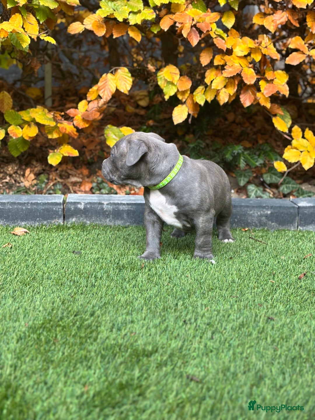 Amerikaanse Bully honden te koop: American Bully Xl pups - Advertentie 16