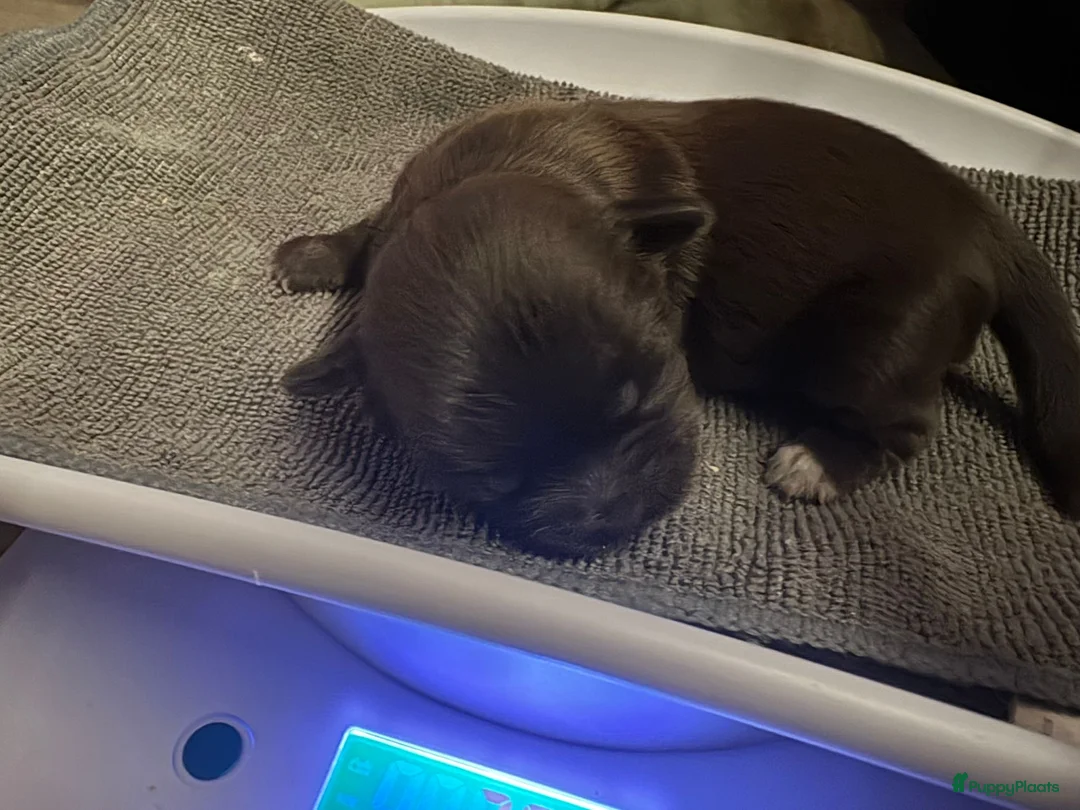 Kruising honden te koop: Mooie shitzuboomer - Advertentie 20