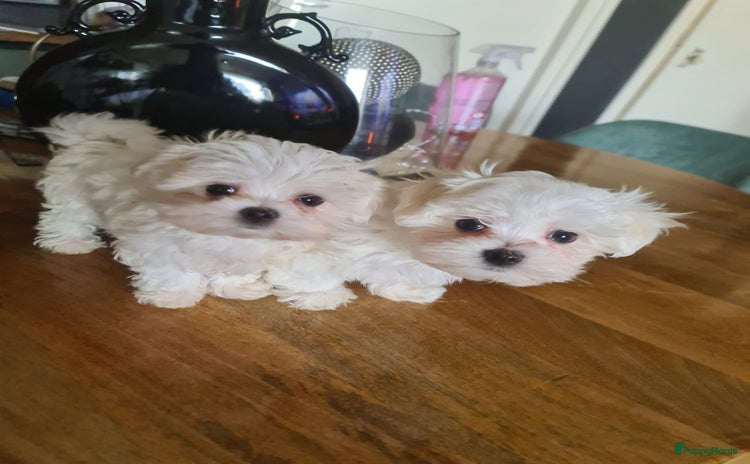 Maltezer honden Toy Maltezer pups zoeken hun gouden mandje - Advertentie 13