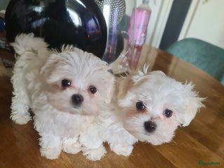 Maltezer honden Toy Maltezer pups zoeken hun gouden mandje - Advertentie 1