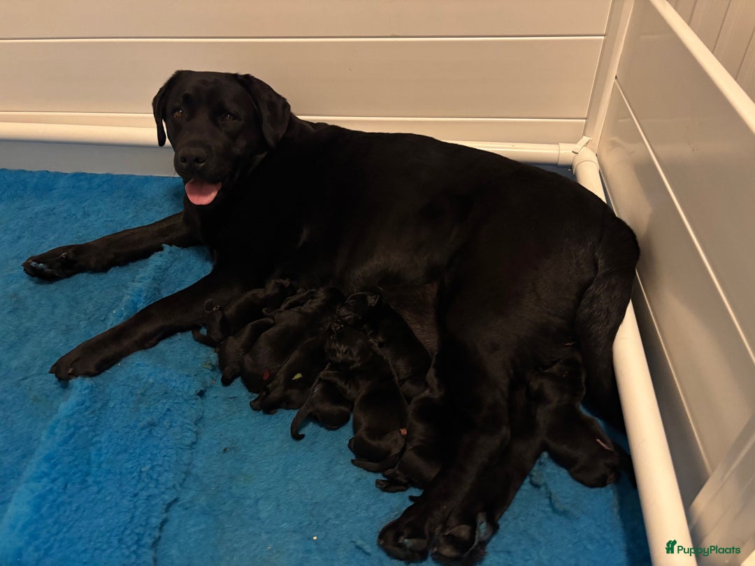 Labrador Retriever honden te koop: Zwarte labrador pups - teefje nog beschikbaar in Molenschot - Afbeelding 1