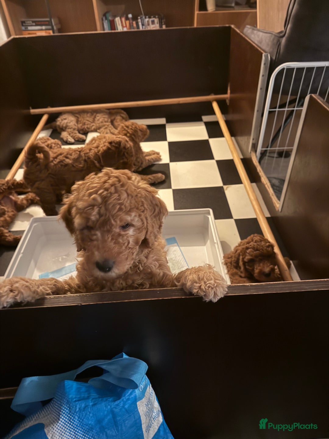 Goldendoodle honden te koop:  Prachtige F3 Doodle Pups van Roos & Sem - Advertentie 8