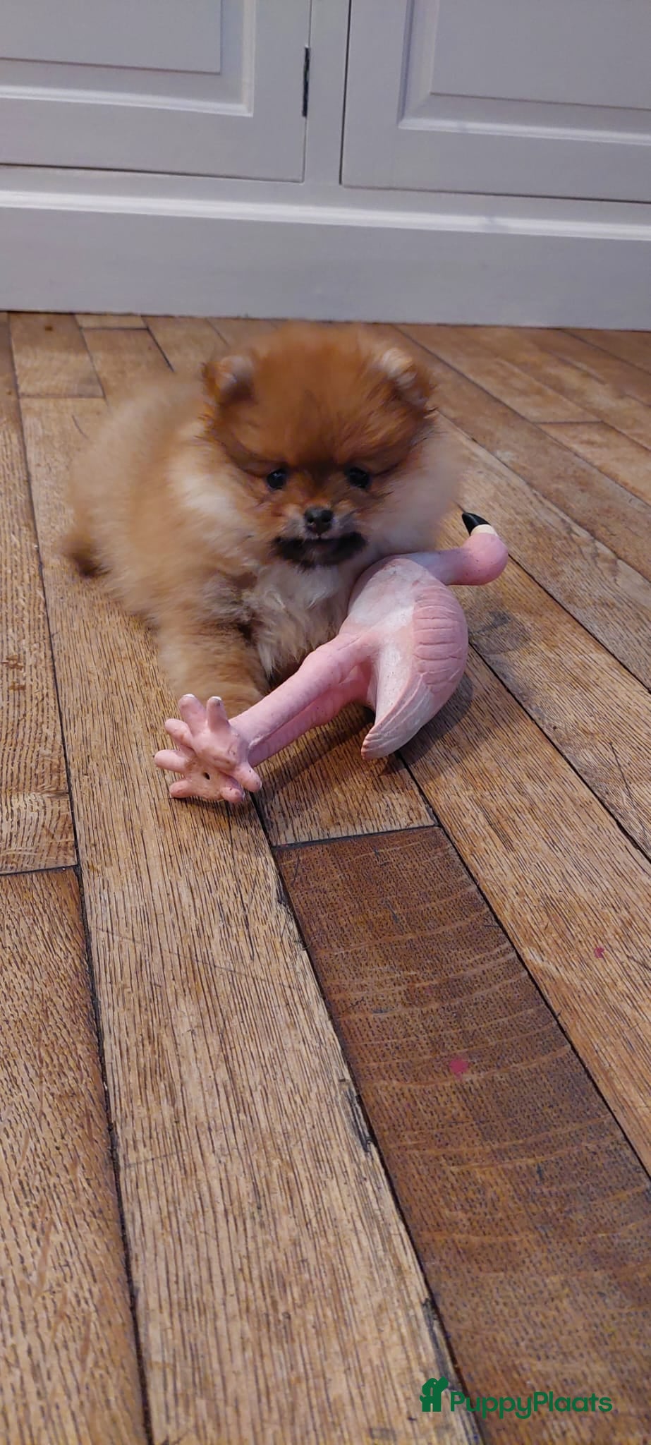 Pomeriaan honden Mooie mini pomeriaan teefje  - Advertentie 2