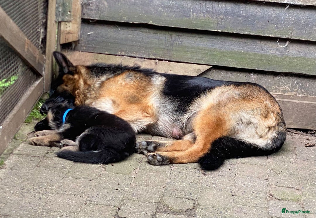 Duitse Herder honden te koop: 🐾 Duitse Herder Pup te Koop  🐾 - Afbeelding 10