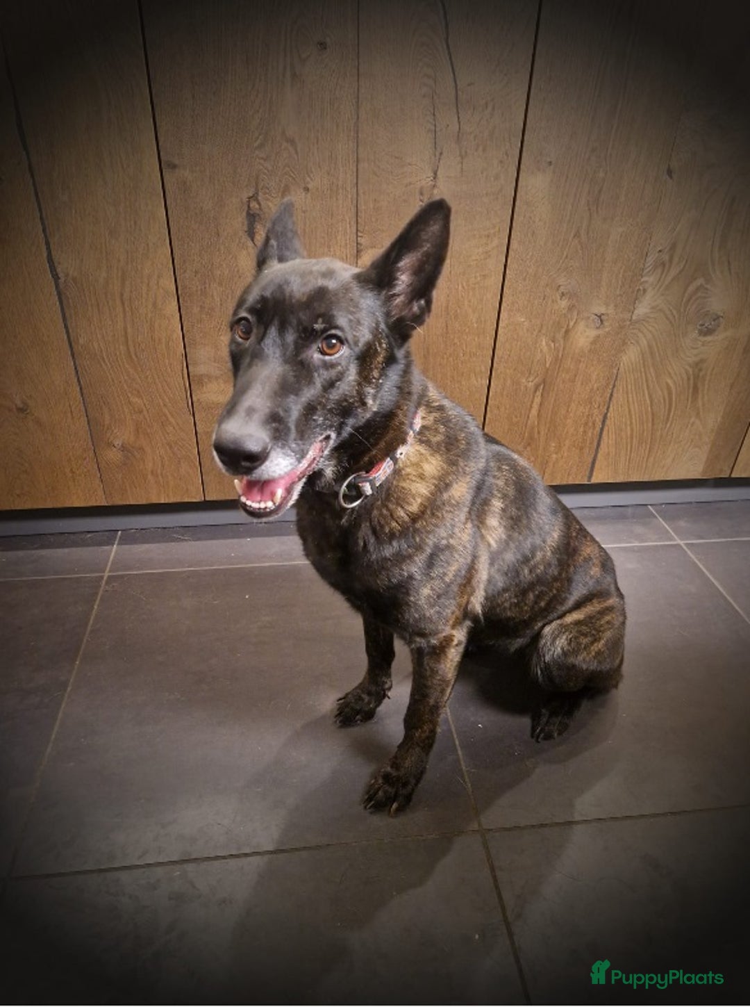 Kruising honden te koop: Hollandse Herder x Mechelaar - Cattle Dog Pup - Advertentie 2