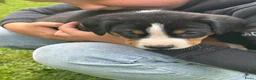 Appenzeller Sennenhond honden te koop: Lieve puppy’s  in Kruiningen - Advertentie 7