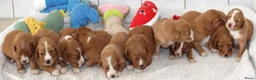 Nova Scotia Duck Tolling Retriever honden te koop: Prachtige nova scotia duck tolling retriever pups - Advertentie 9