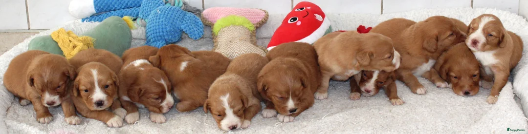 Nova Scotia Duck Tolling Retriever honden te koop: Prachtige nova scotia duck tolling retriever pups - Advertentie 9