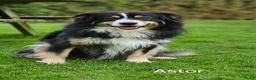 Australian Shepherd honden te koop: Prachtige mini Australian shepherd pups  - Advertentie 6