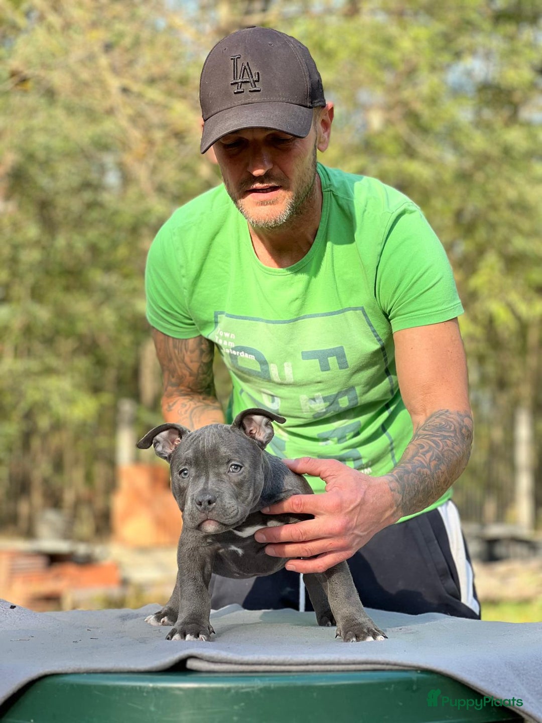 Amerikaanse Bully honden te koop: Amerikaanse Bully Pocket-puppy's - Advertentie 5