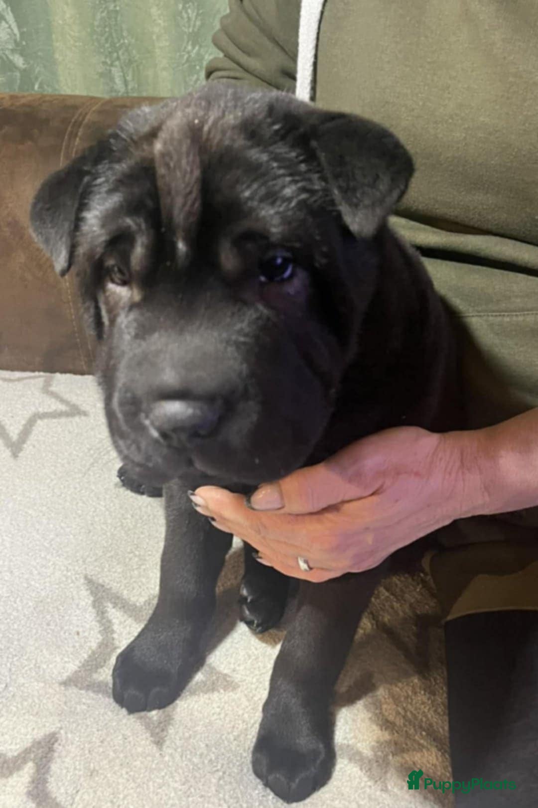 Shar Pei honden te koop: Sharpei - Advertentie 5