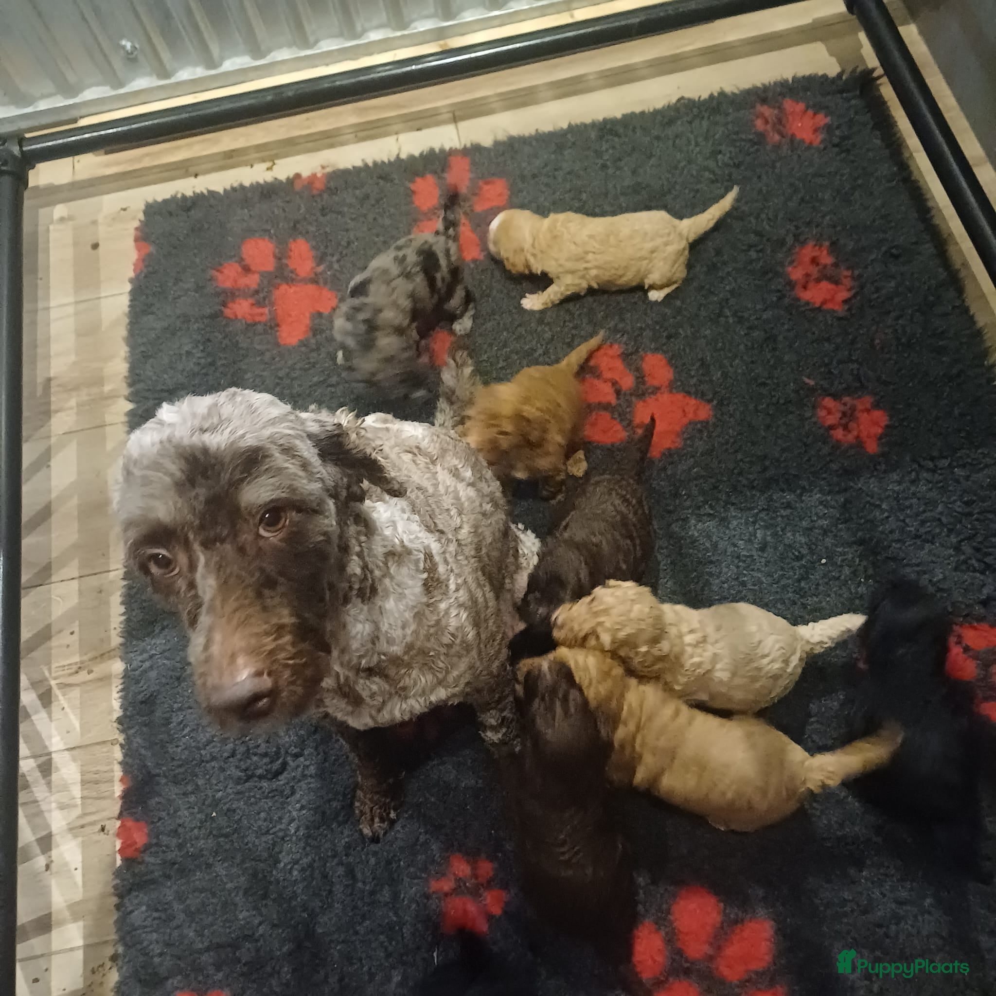 Labradoodle honden Prachtige multigen Labradoodles - Advertentie 2