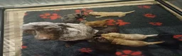 Labradoodle honden te koop: Prachtige multigen Labradoodles - Advertentie 2