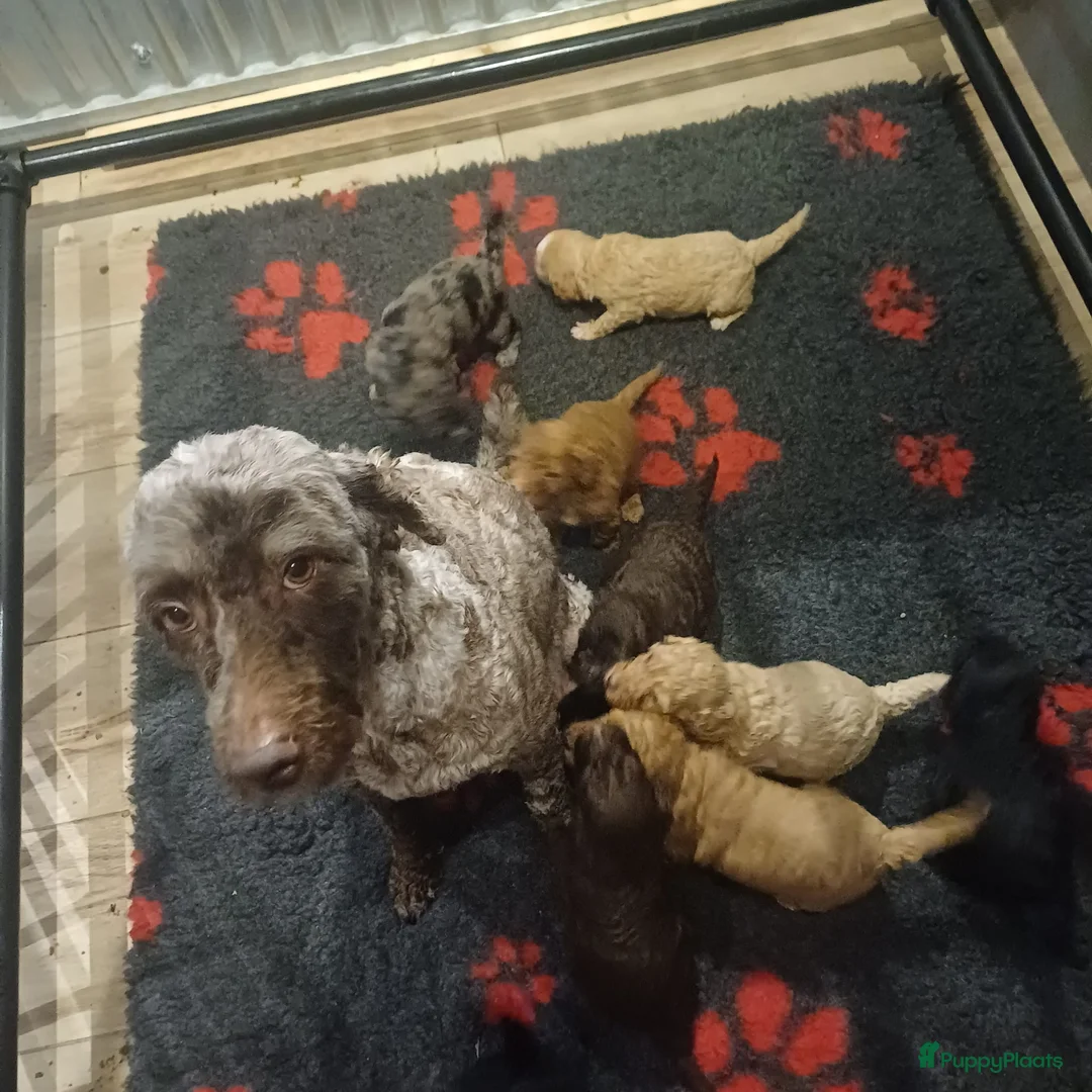 Labradoodle honden te koop: Prachtige multigen Labradoodles - Advertentie 2