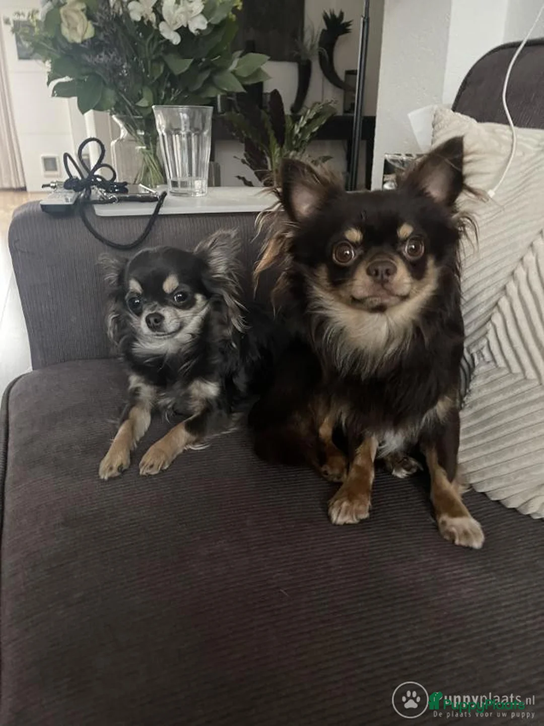 Chihuahua honden ter dekking: Chihuahua dekreu in Sint-Oedenrode - Advertentie 2