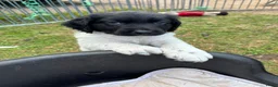 Friese Stabij honden te koop: Friese stabij puppy's - Advertentie 10