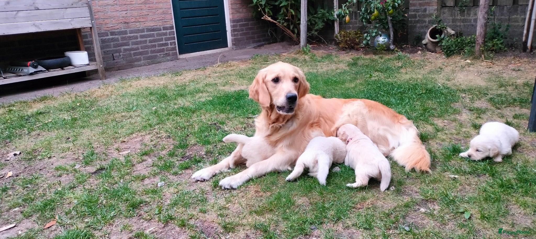 Golden Retriever honden Deze leukerds zoeken een baasje - Advertentie 1
