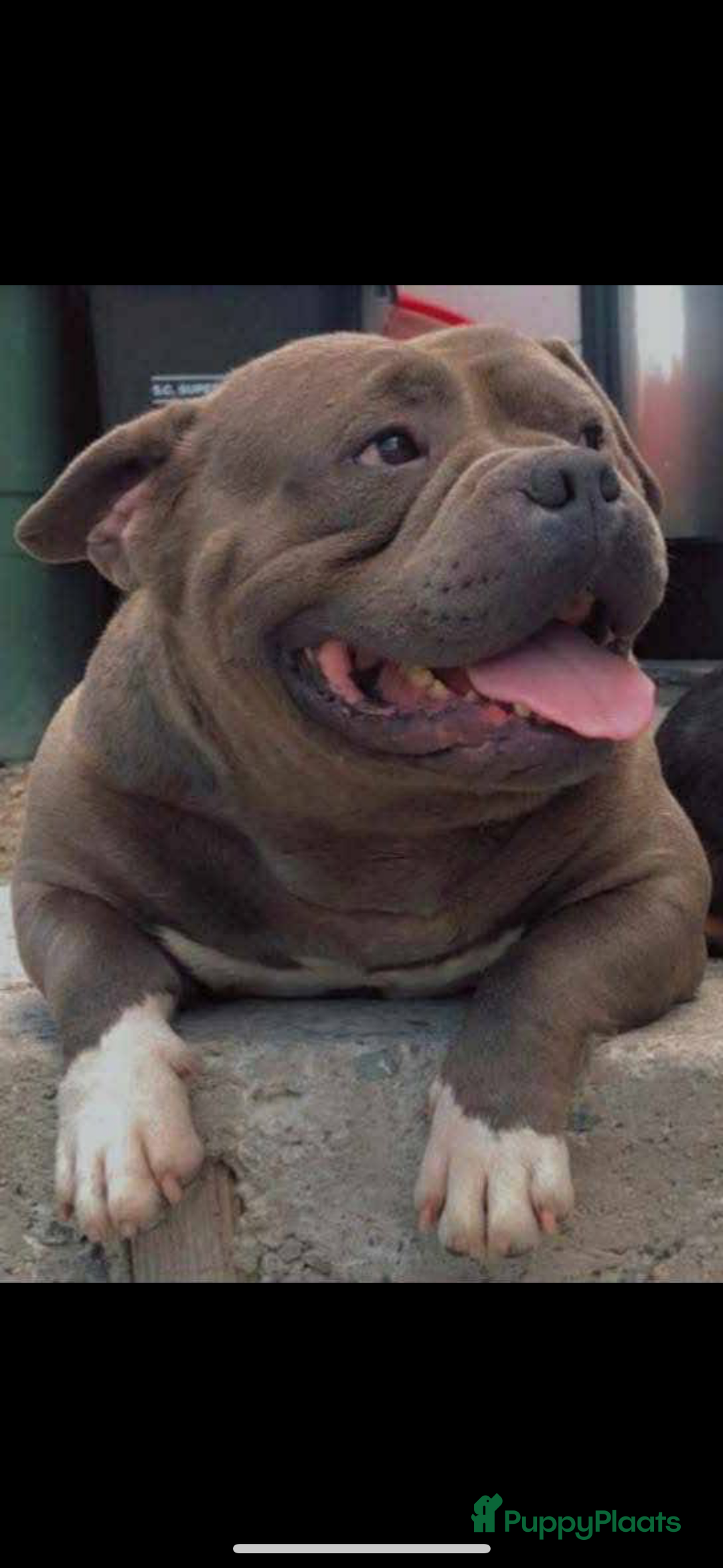 Amerikaanse Bully honden te koop: Amerikaanse Bully-puppy's  - Advertentie 9