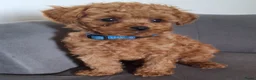 Poedel Toy honden te koop: toypoedel reu pups beschikbaar  - Advertentie 5